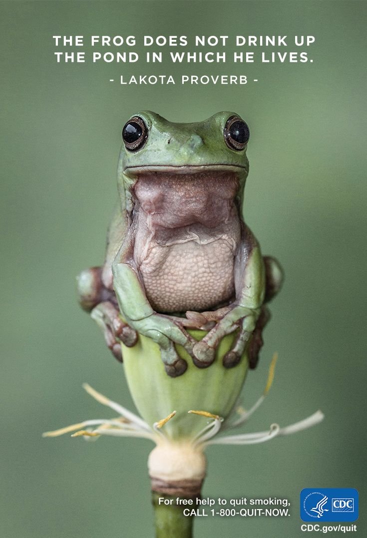 Лягушка квакша зеленая Эстетика