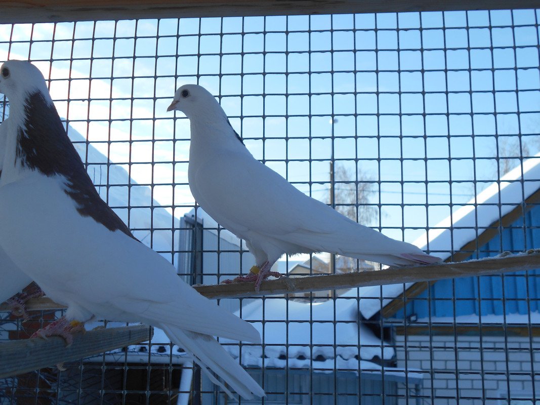 Свердловские высоколетные голуби