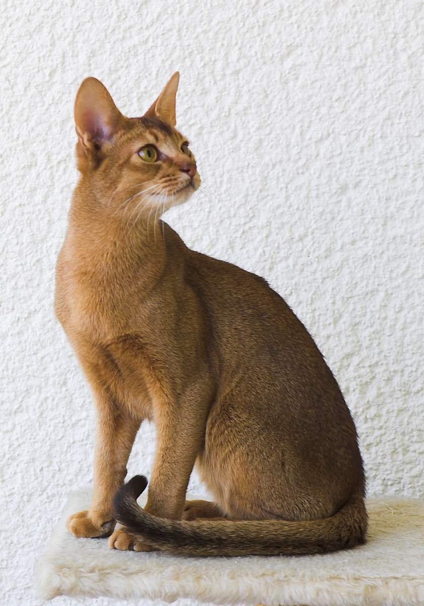 Ориентальные абиссинцы