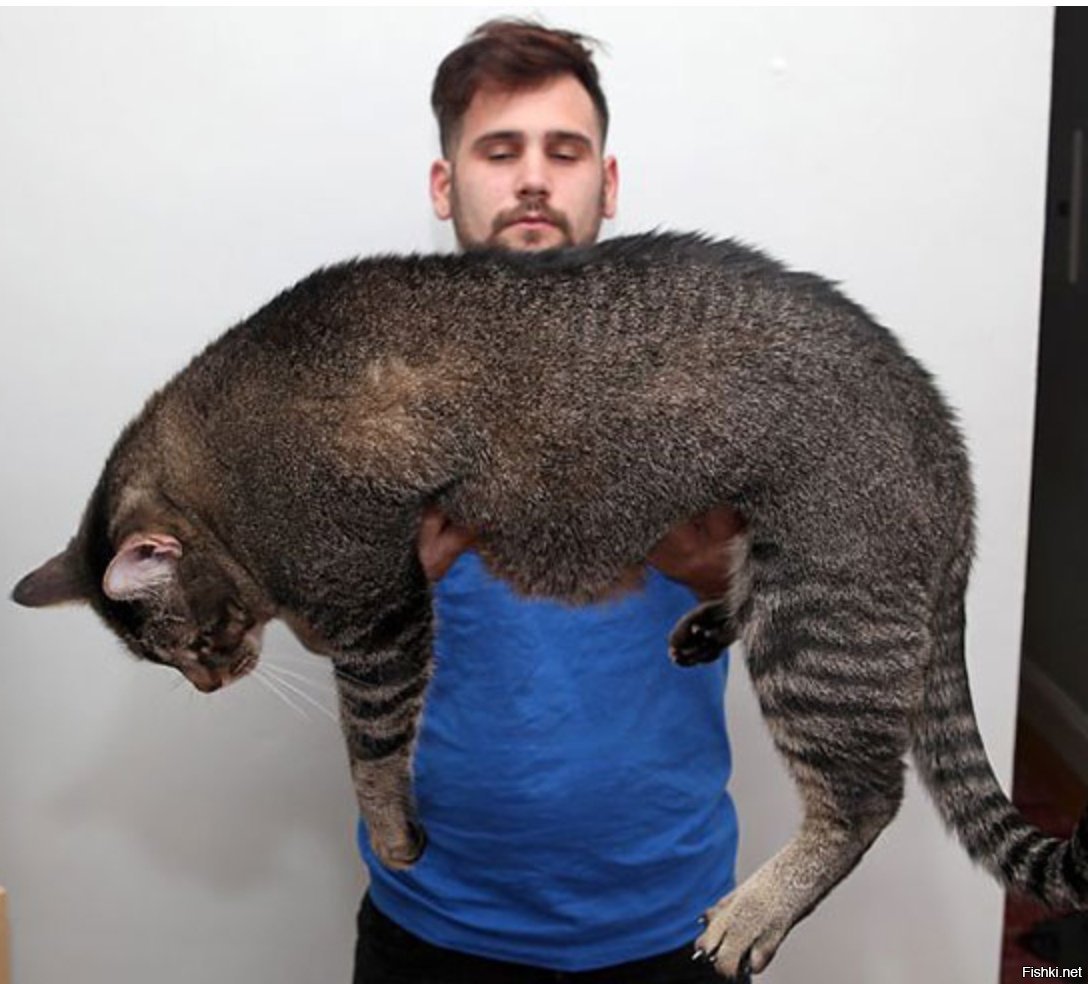 Кошка гигант