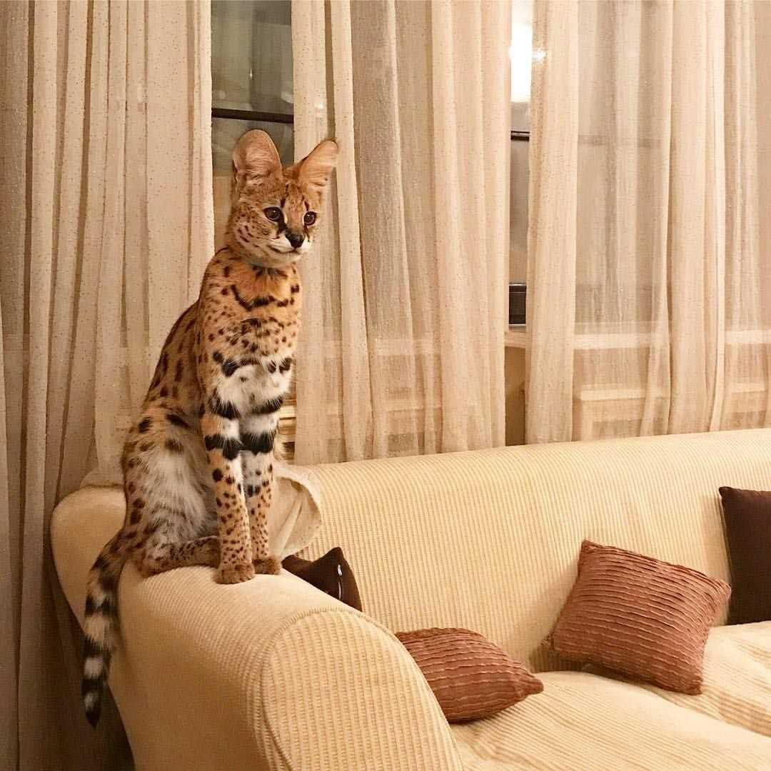 Сервал Саванна бенгал Ашера