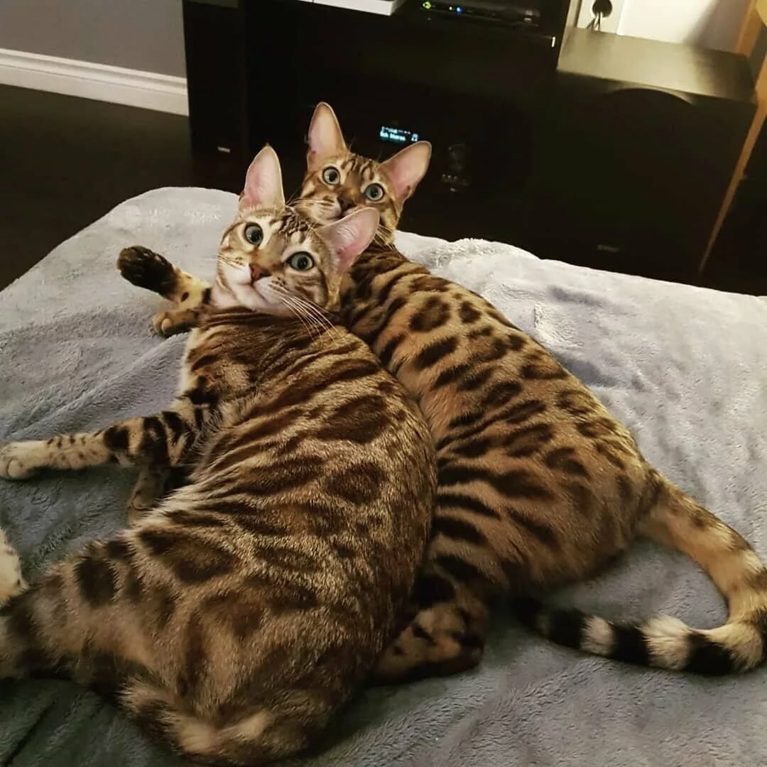 Кошки бенгальской породы