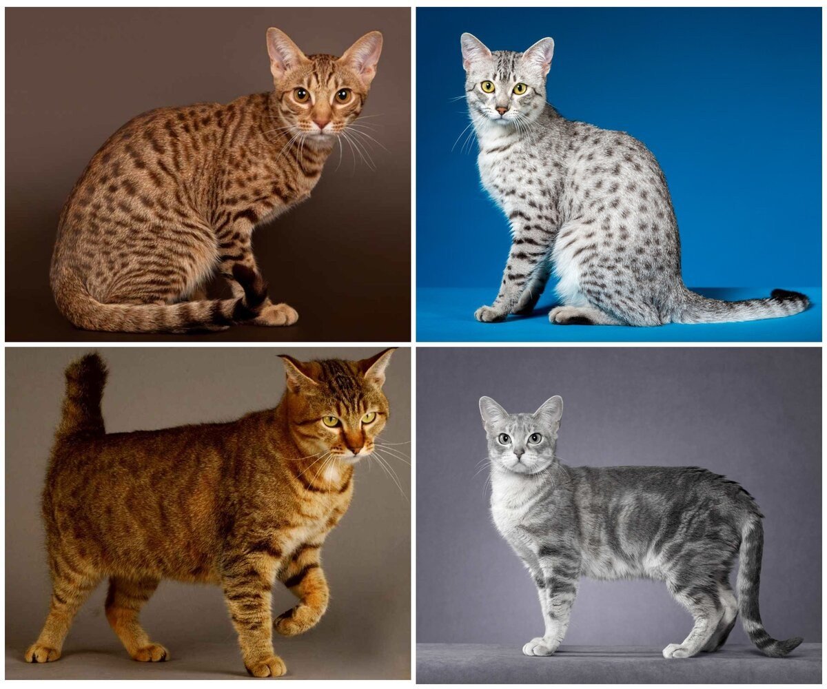 Оцикет метис