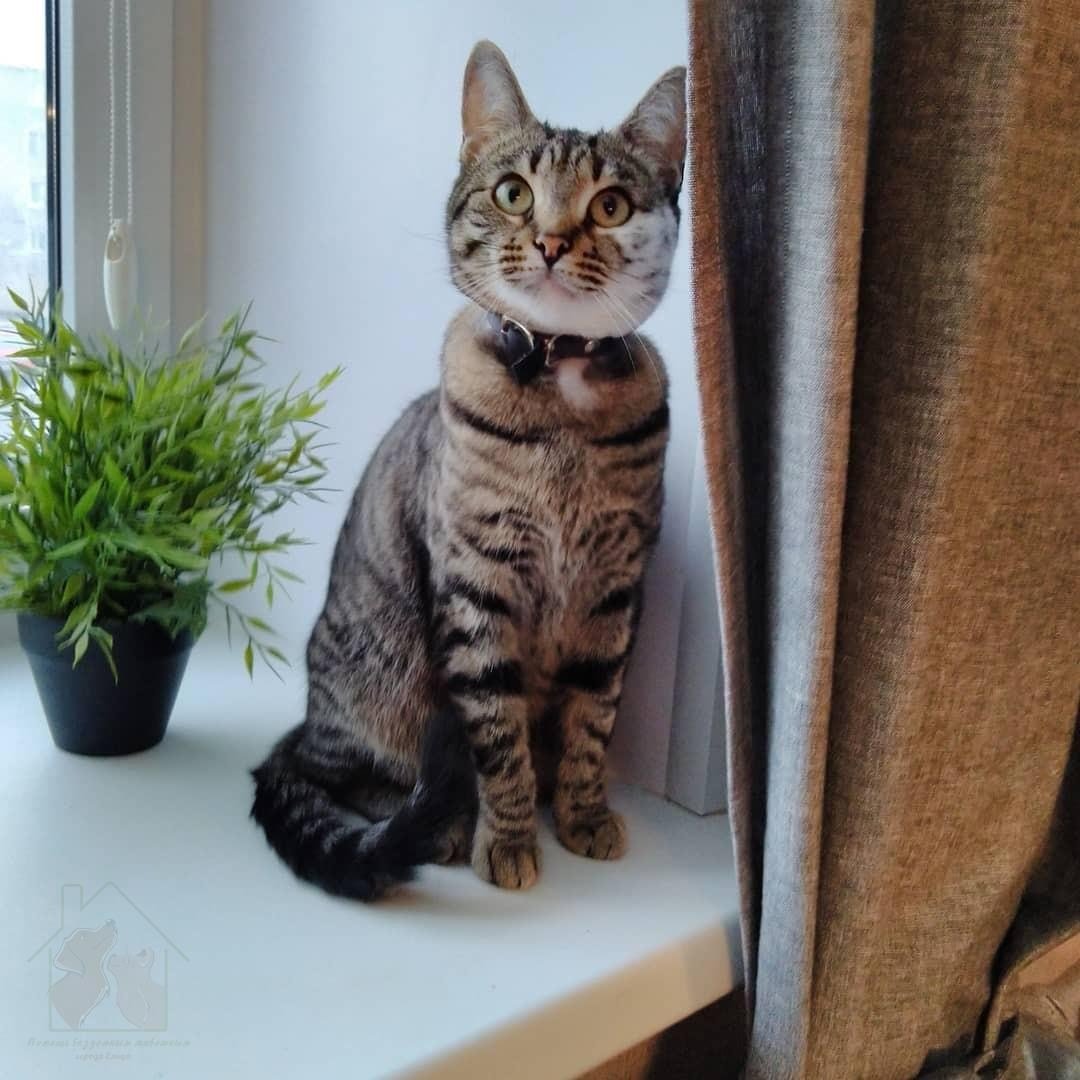 Ухоженная кошечка