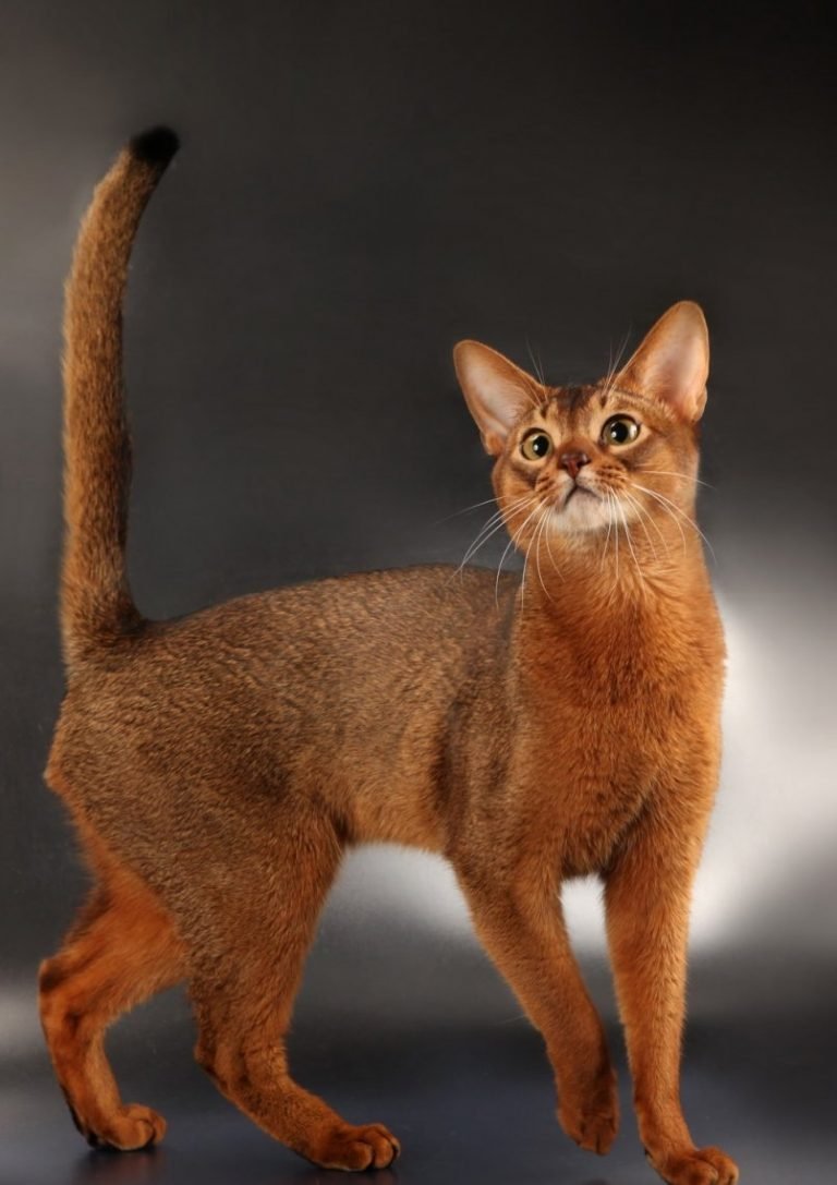 Абиссинская кошка