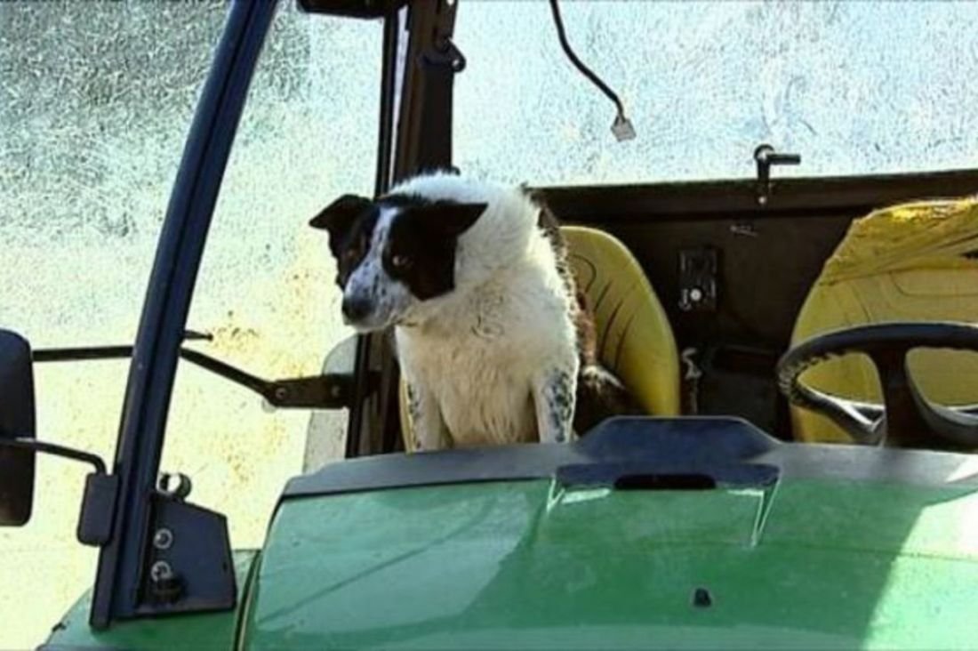 Собака за рулем трактора