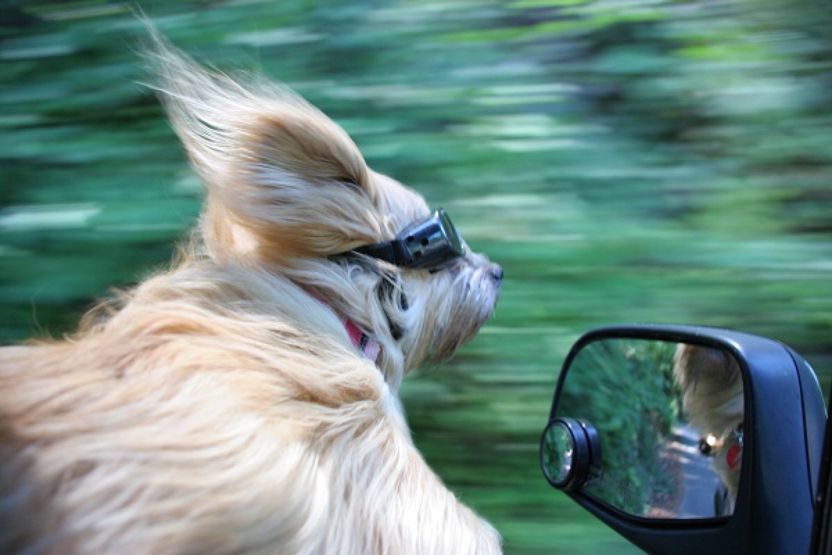 Машина мчится