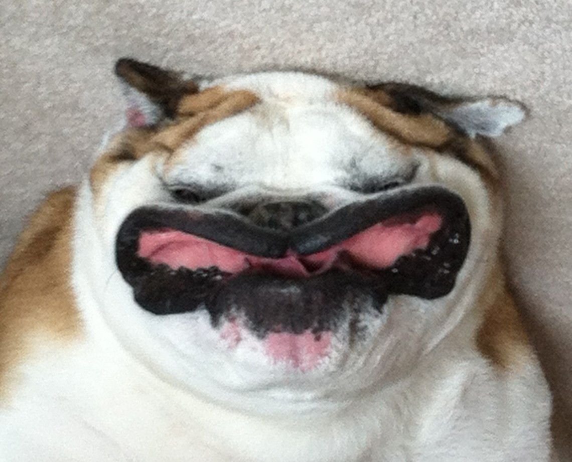 Собака улыбается