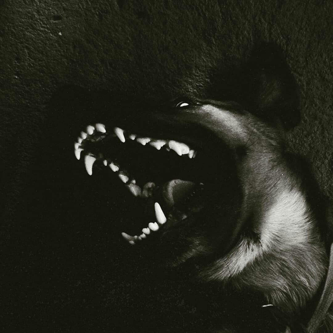 Собачий оскал Эстетика