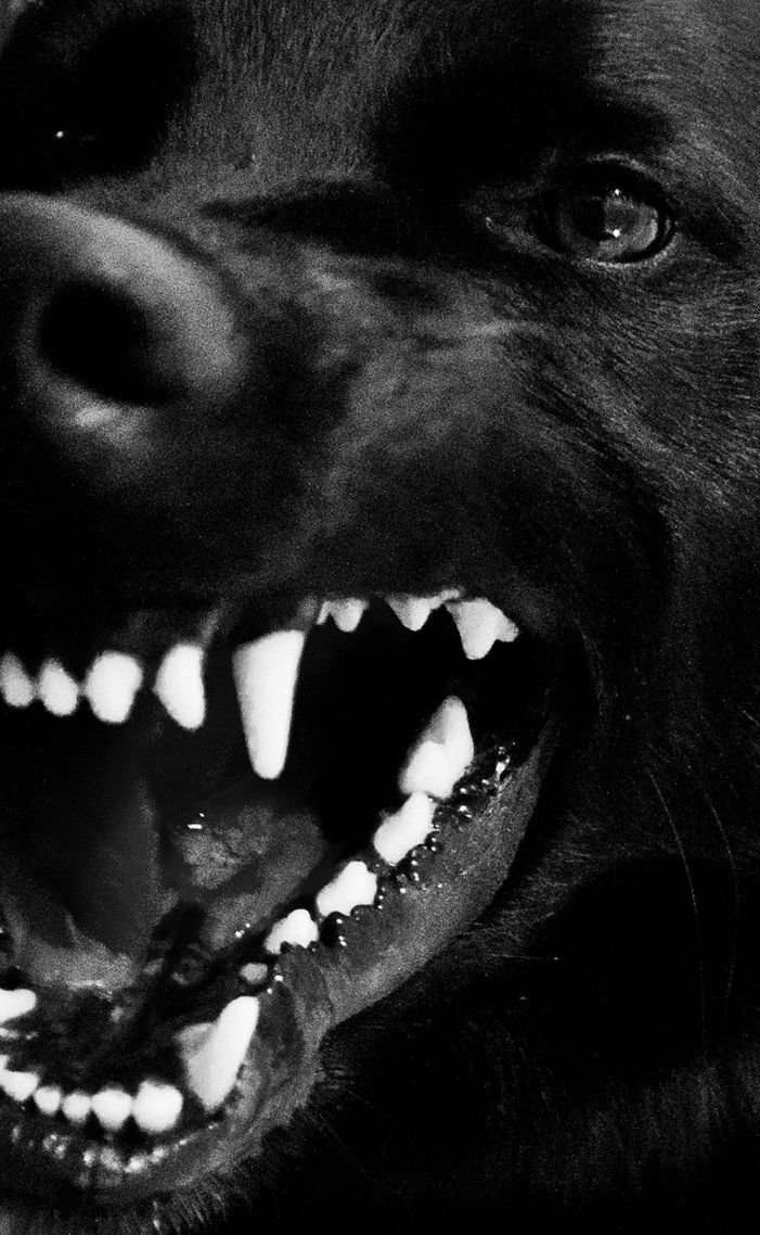 Злая черная собака