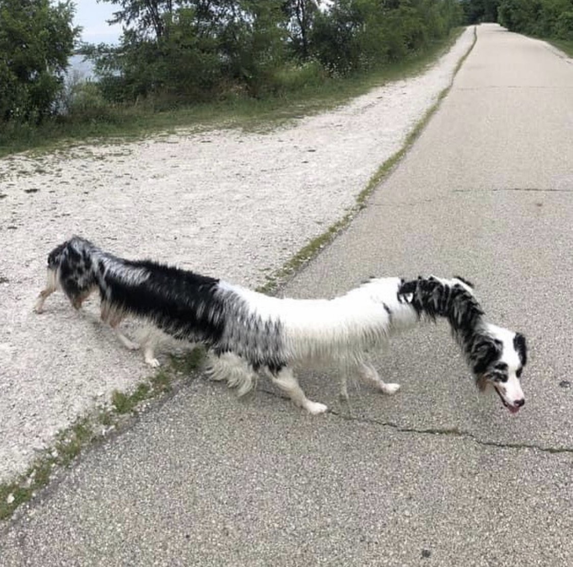 Собака с укороченным позвоночником