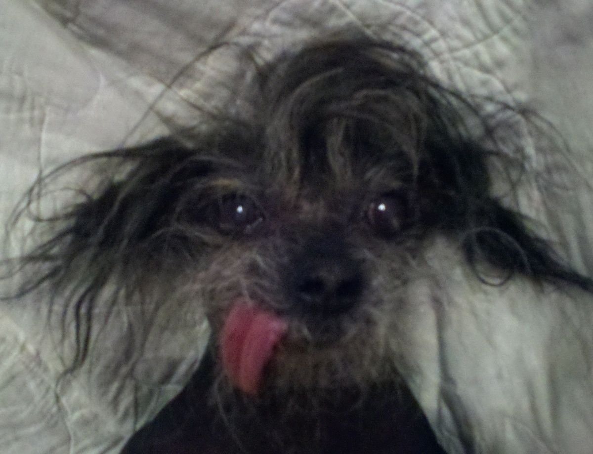 Чихуахуа китайская хохлатая