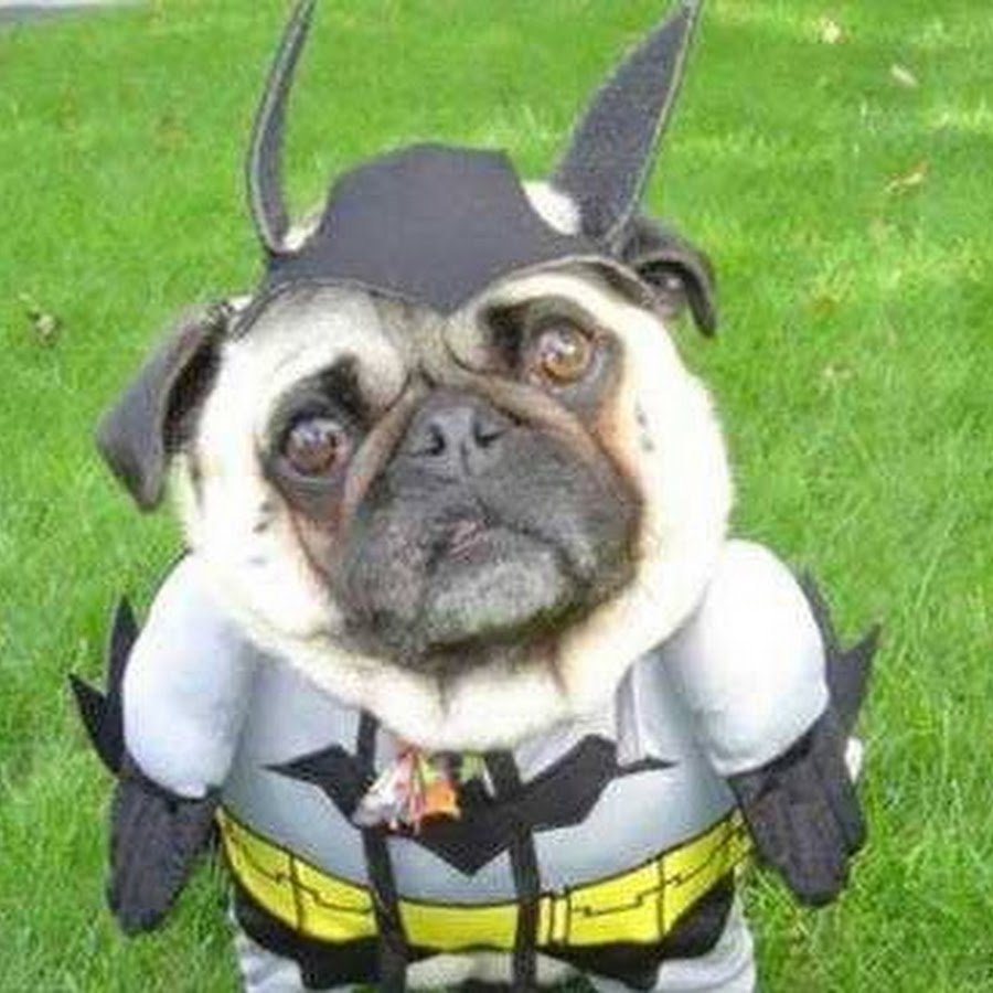 Костюм собаки