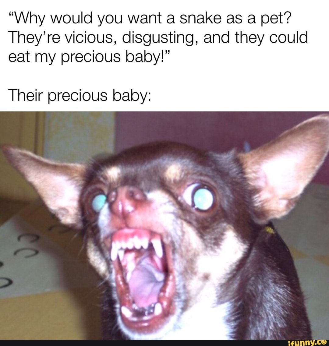 Собака чихуа злая