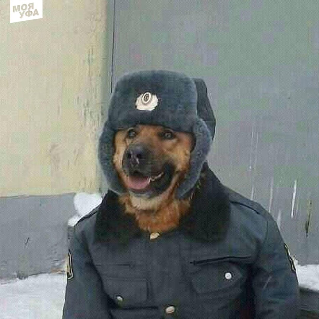 Пес в куртке