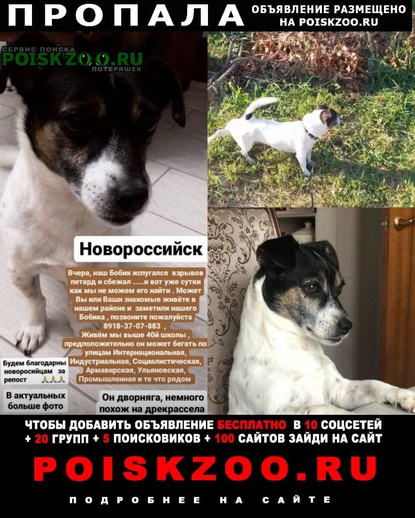 Щенок с пятнышком на хвосте девочка