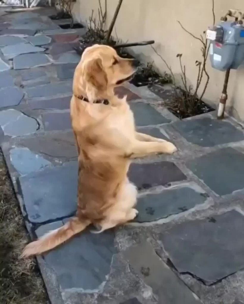 Домашняя собака пописала