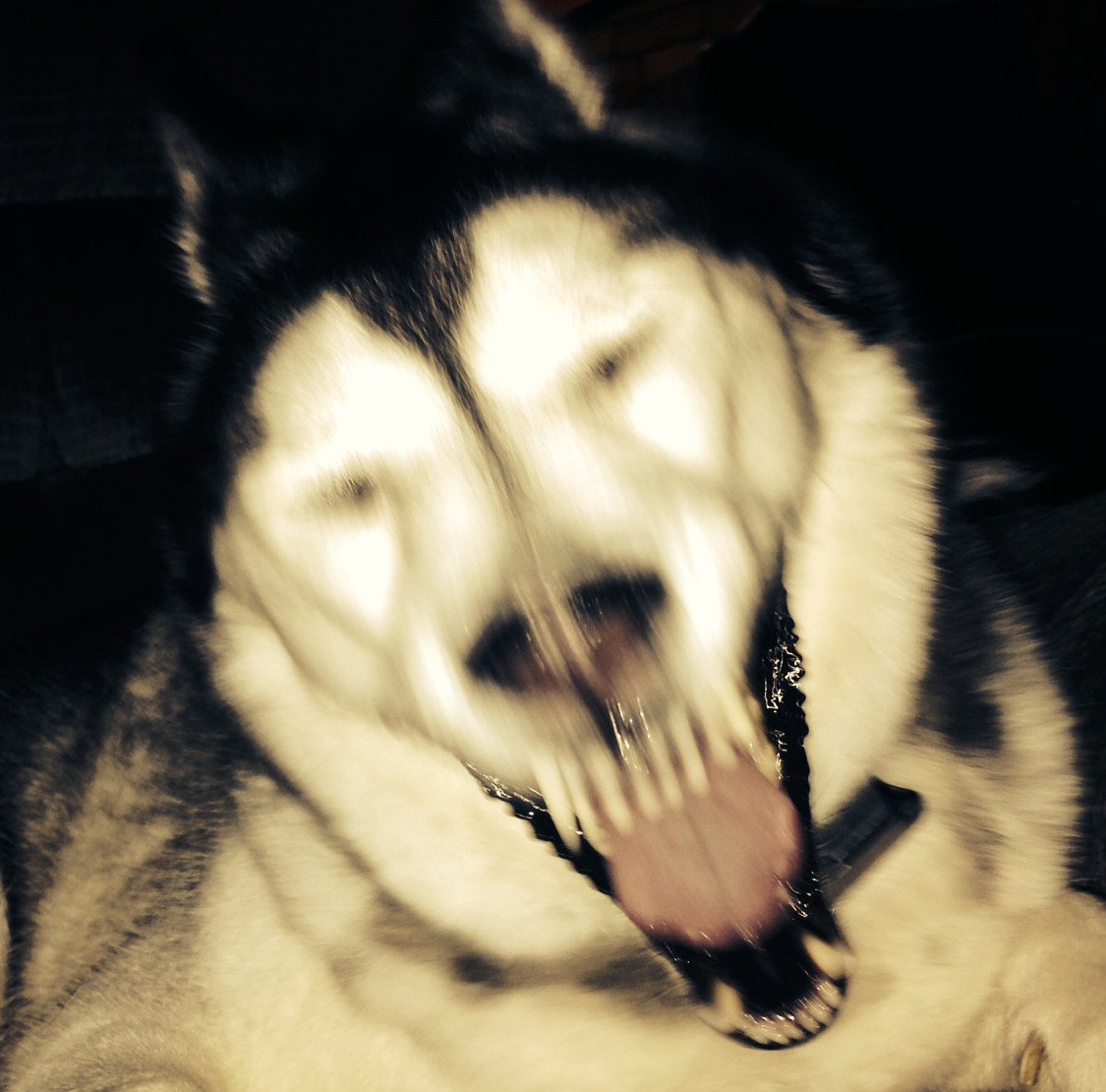 Смайл дог оригинал хаски