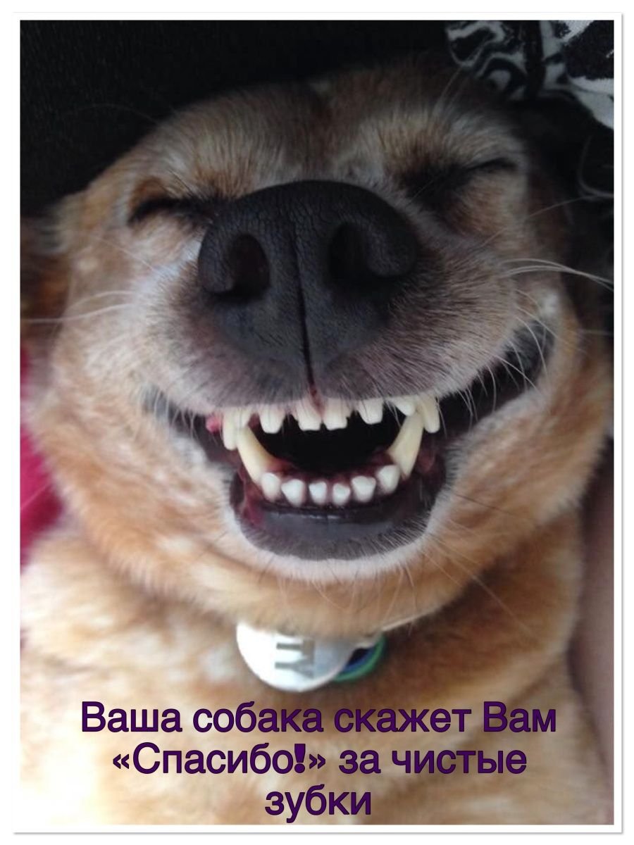 Улыбающа собака с зубами