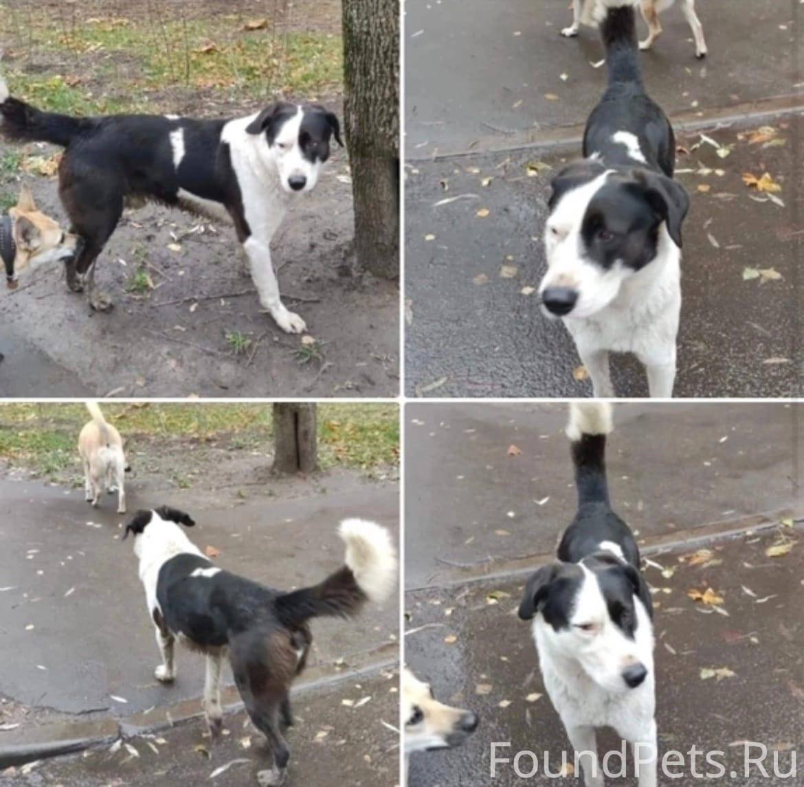 Собака по имени Айви