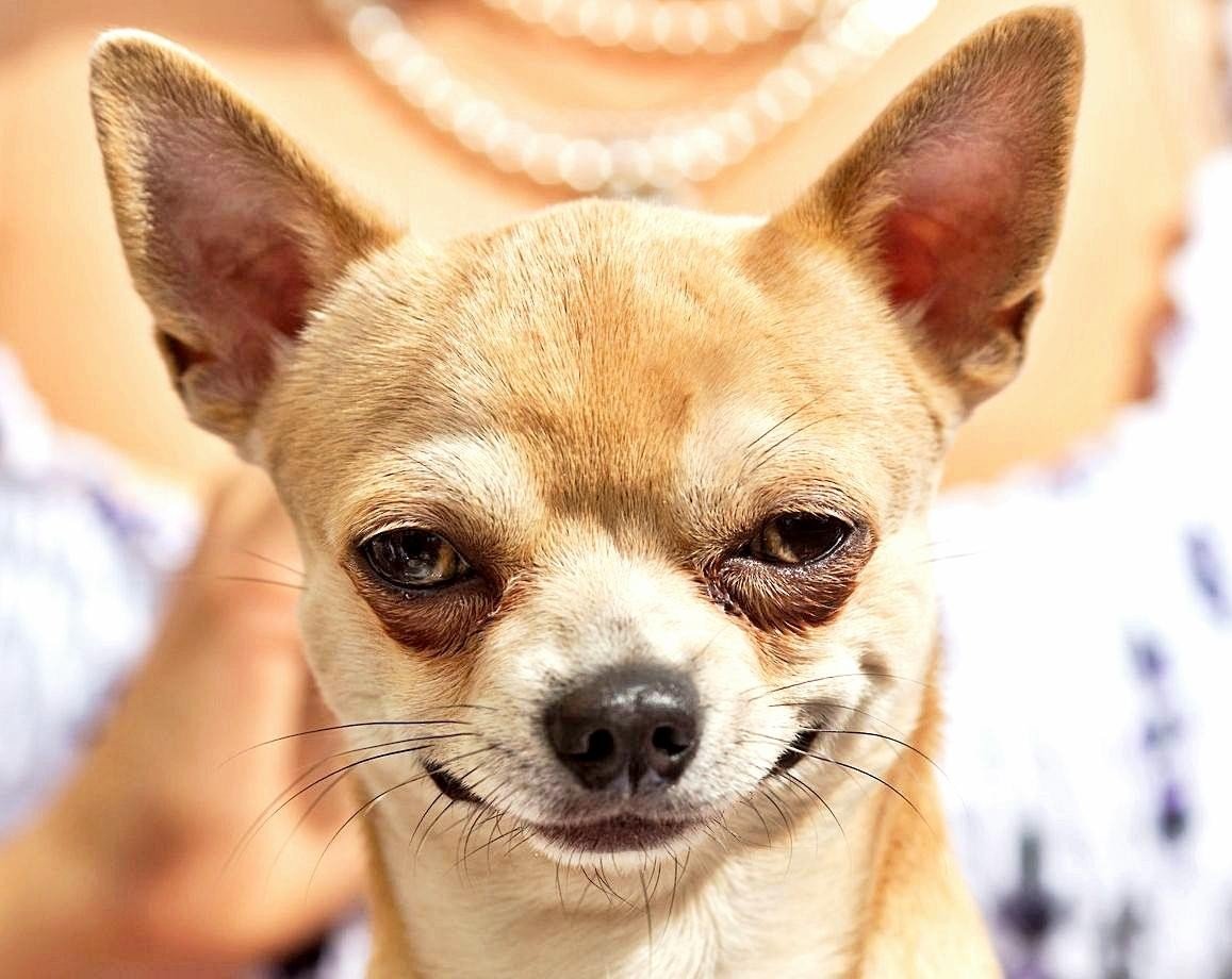 Чихуахуа мини злая