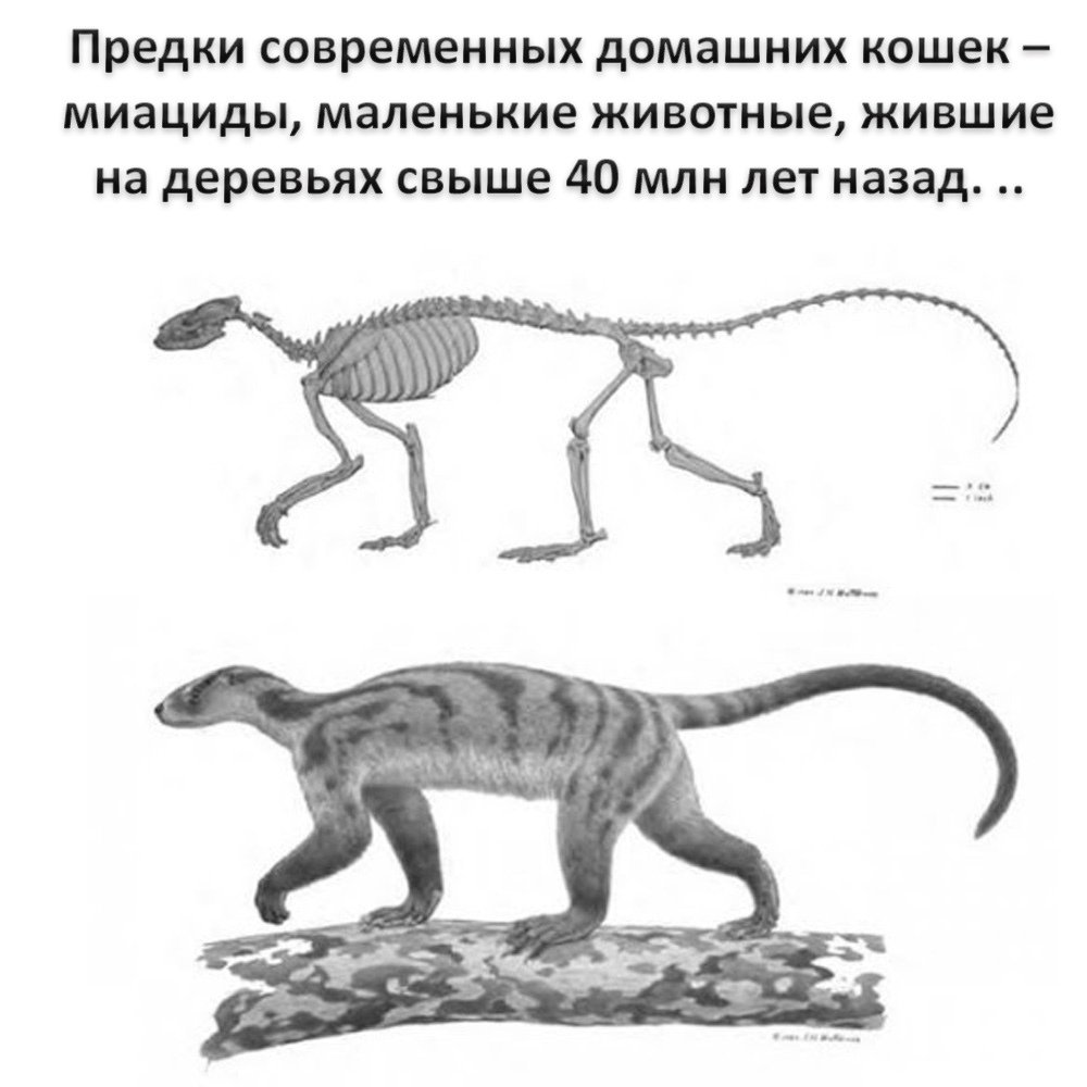 Миациды предки