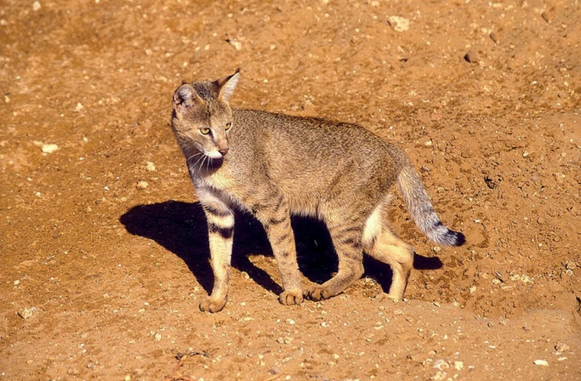 Камышовый кот