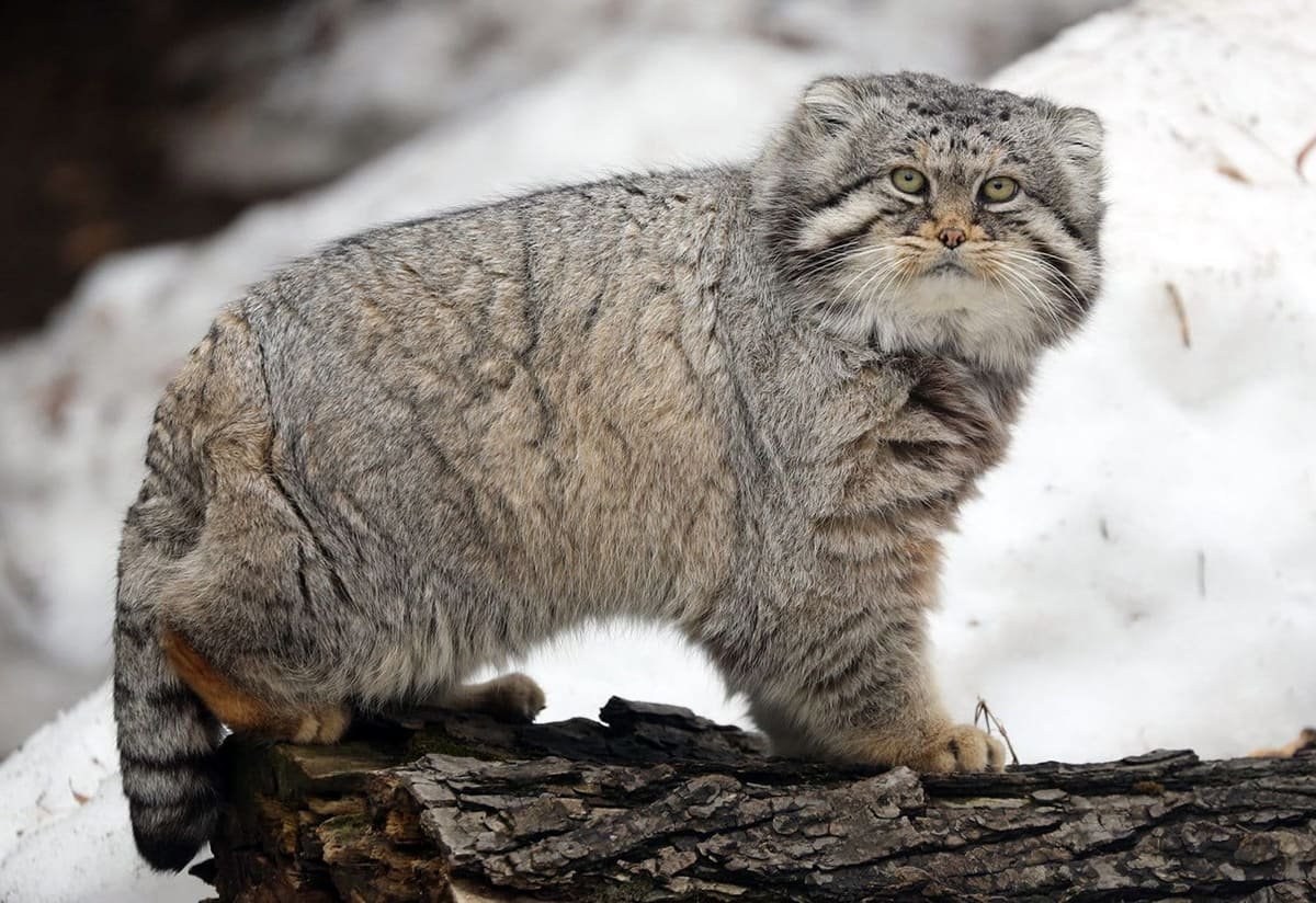 Камышовый Манул