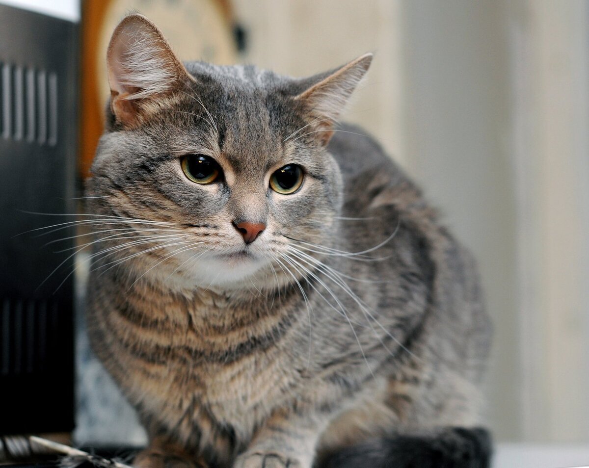 Обычные коты