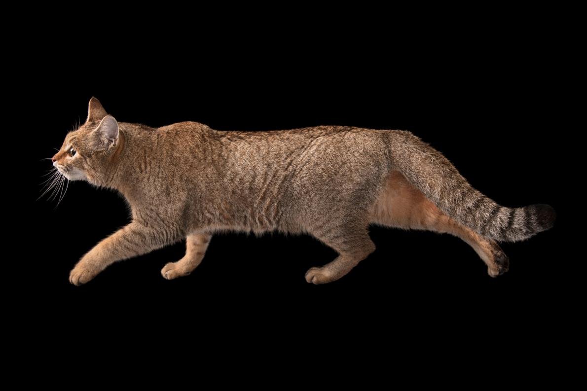 Предки современных кошек