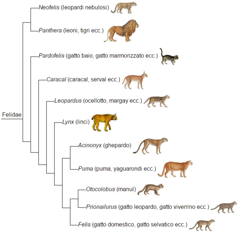 Эволюция кошачьих Древо