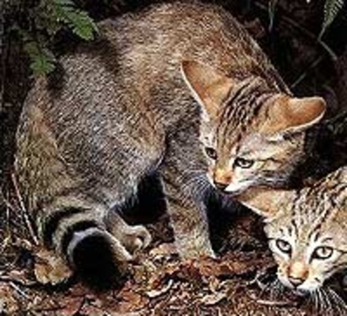 Фелис Сильвестрис