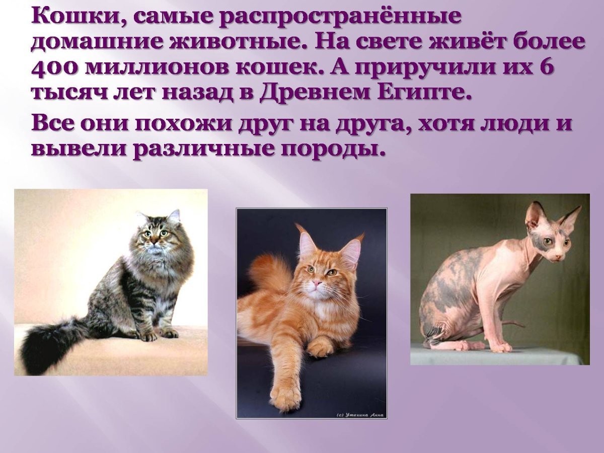 Презентация про кошек