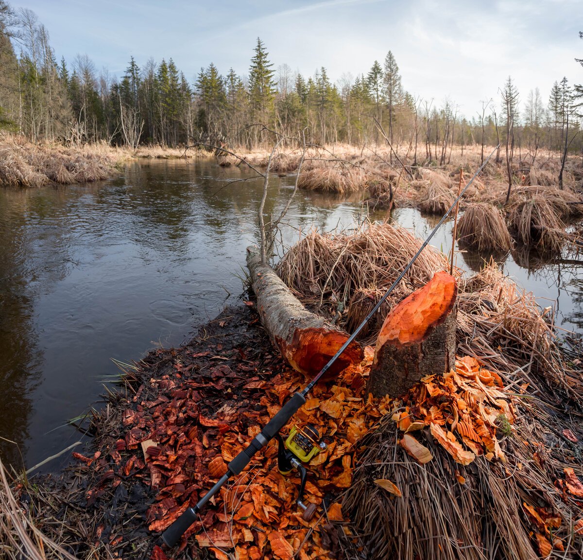 Бобер хатка