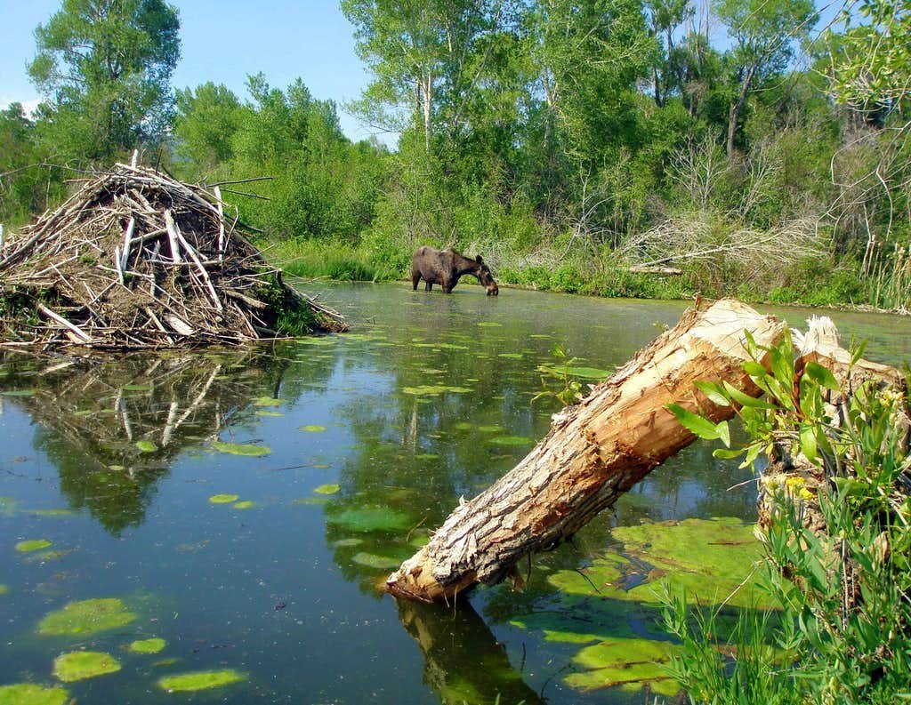 Жилище бобра хатка