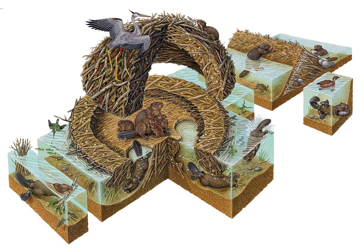 Бобровая хатка в разрезе