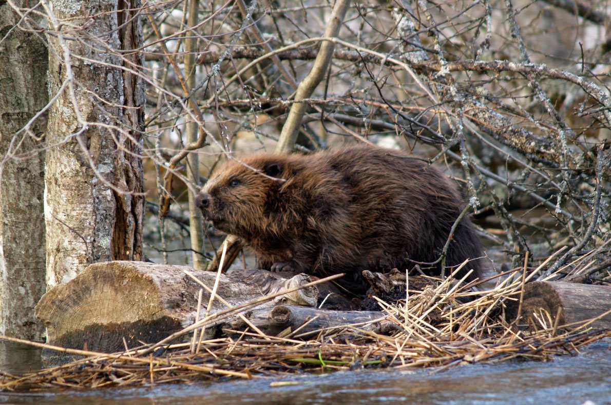 Бобры в природе