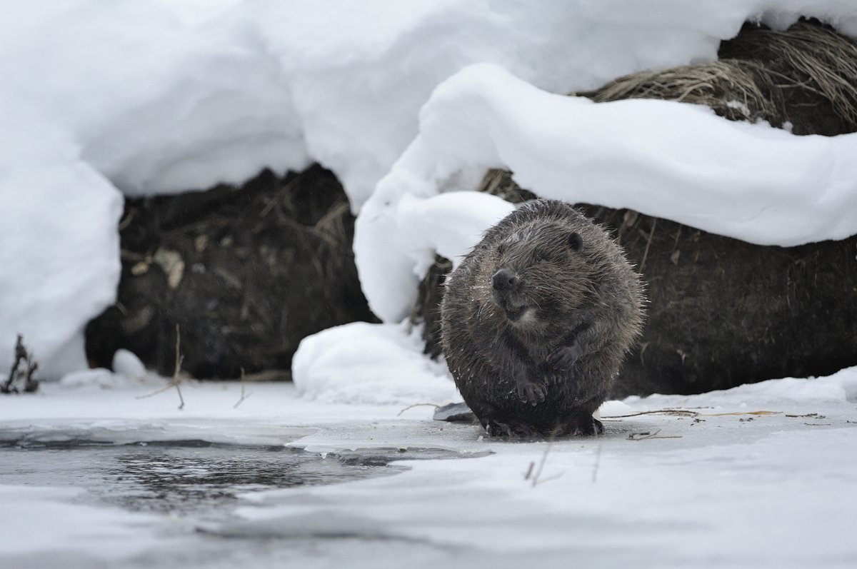 Бобры зимой