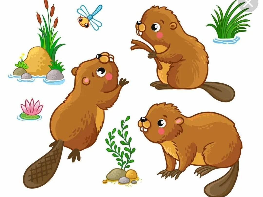 Бобер рисунок для детей