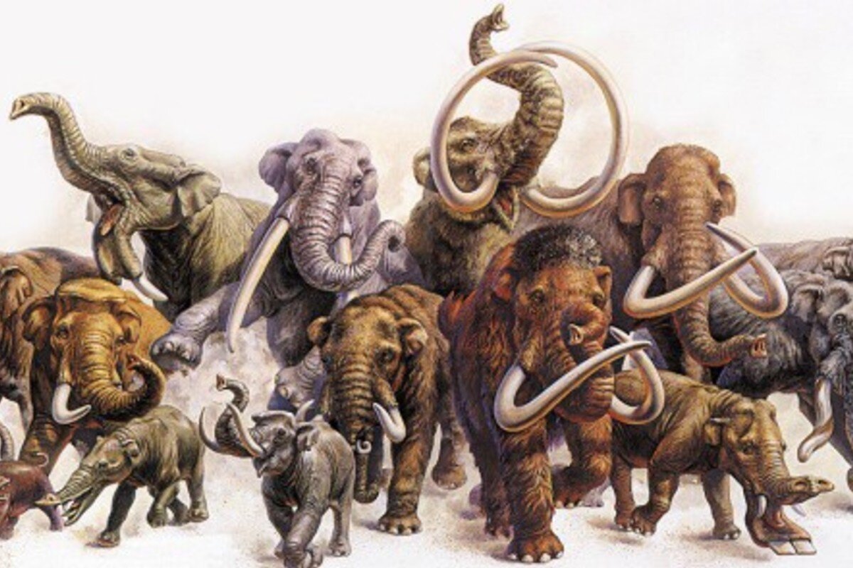 Эволюция слонов и Мамонтов