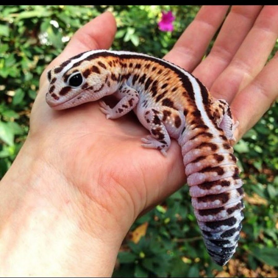 Геккон эублефар