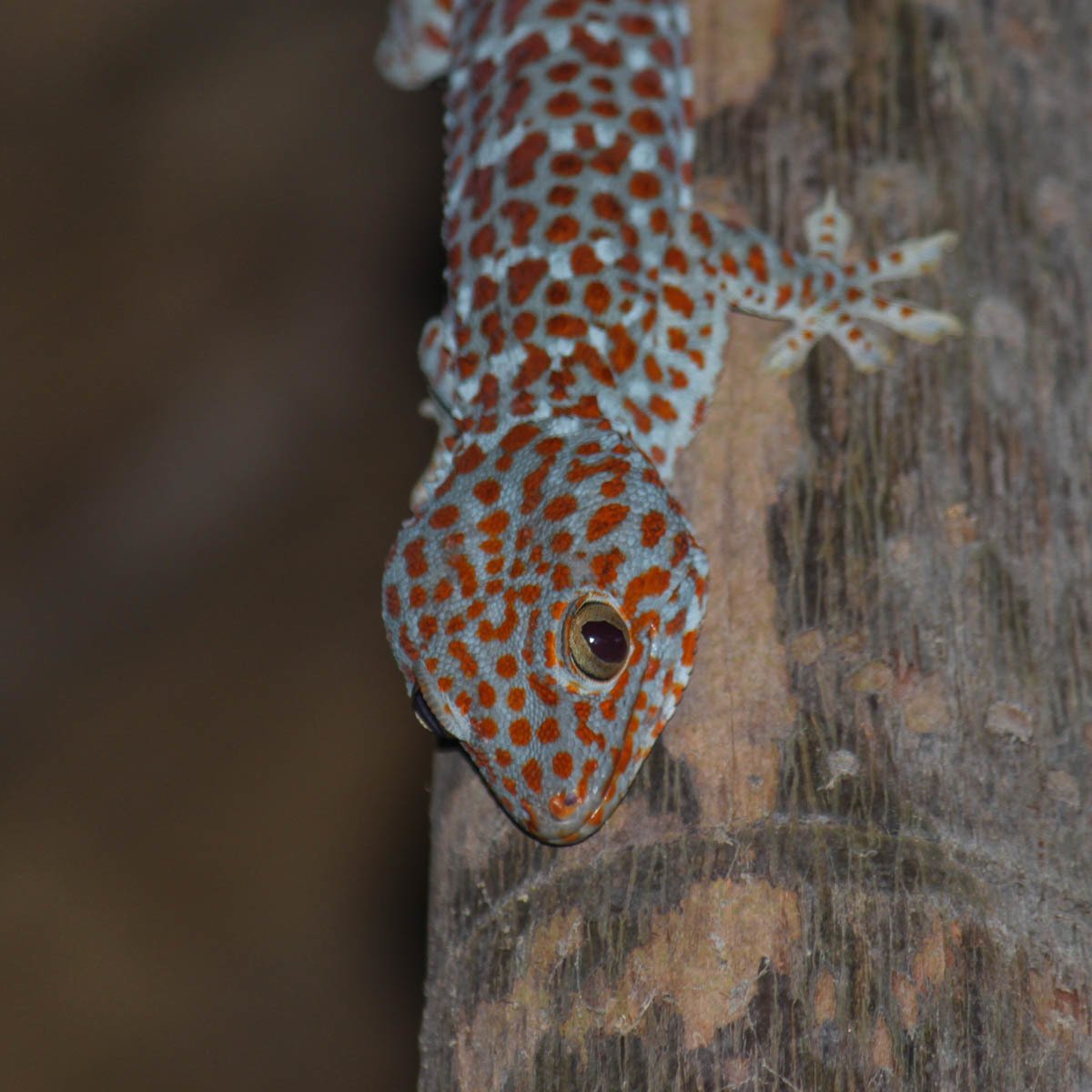 Ящерица геккон токи