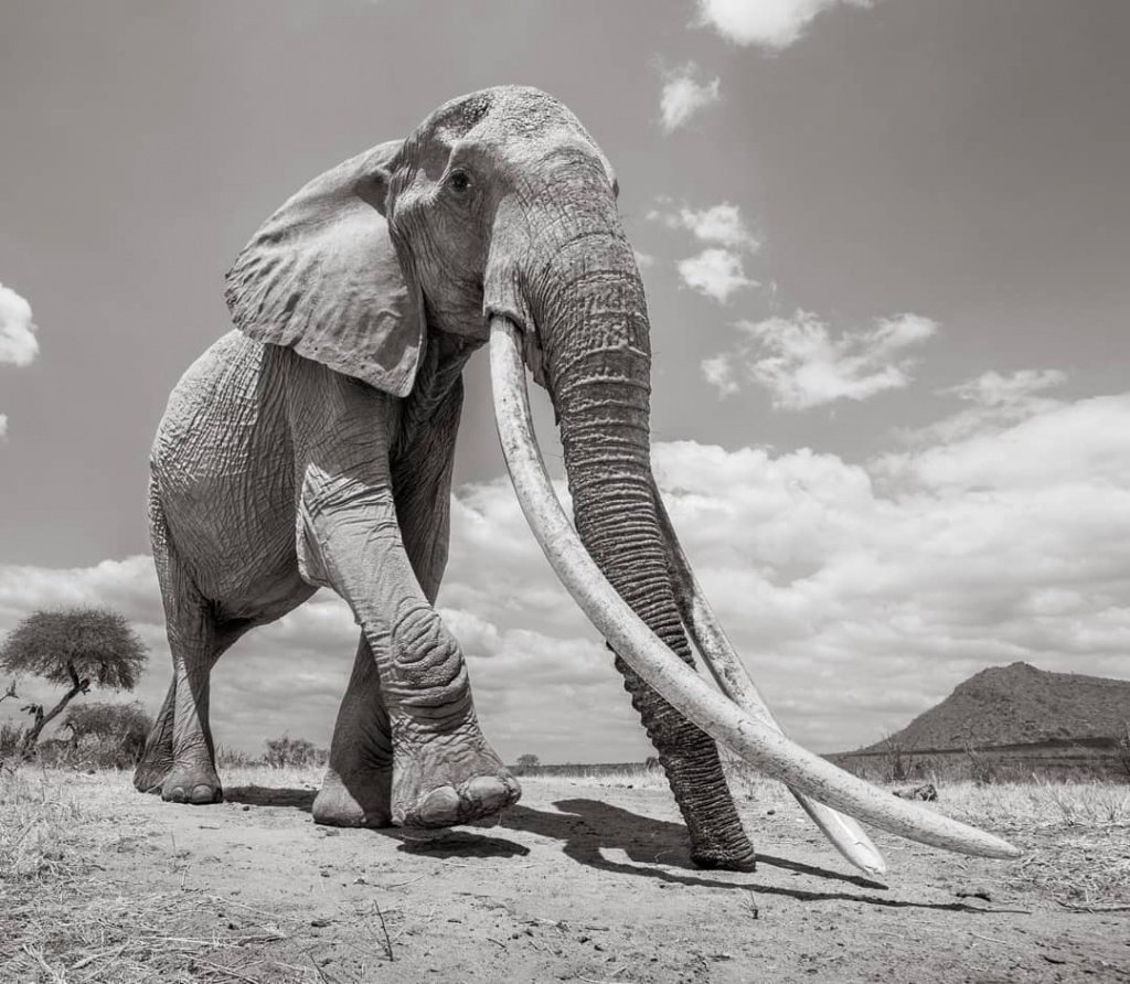 Африканский слон