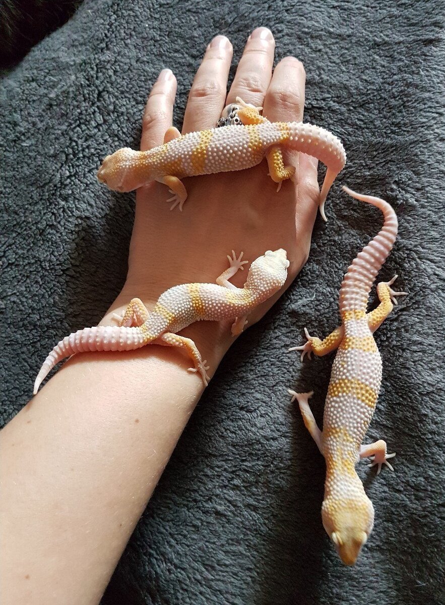 Гигантский эублефар