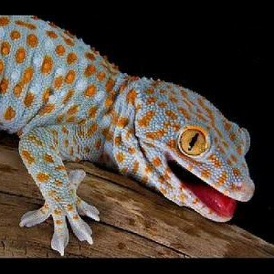 Эублефар токи