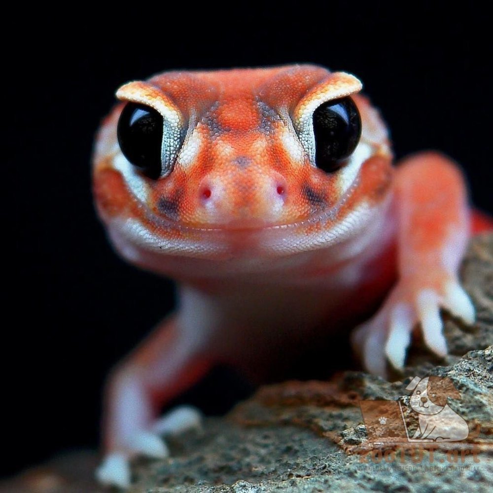 Геккон эублефар красный