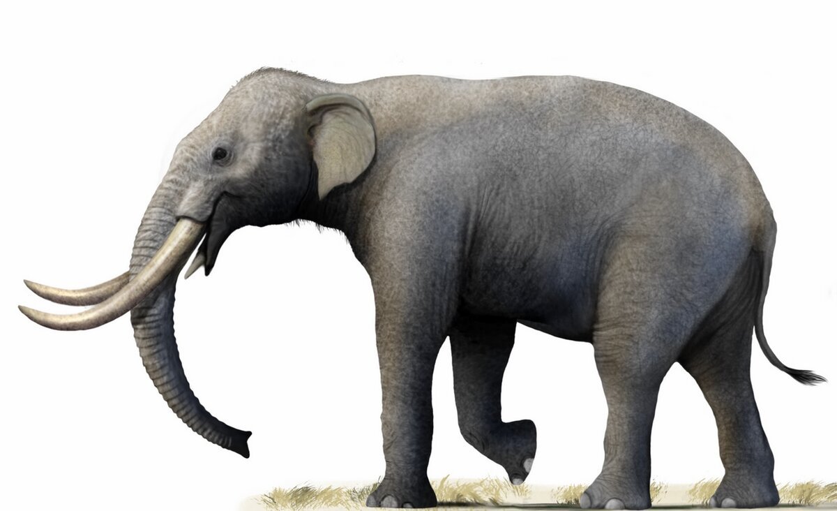 Primelephas gomphotheroides