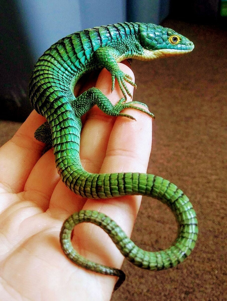 Аброния Лизард