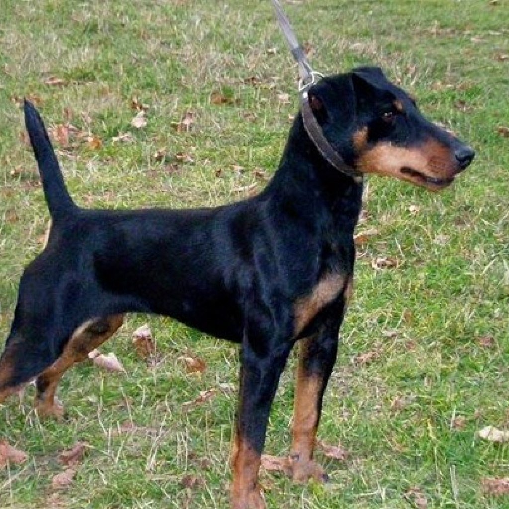 Ягдтерьер гладкошерстный