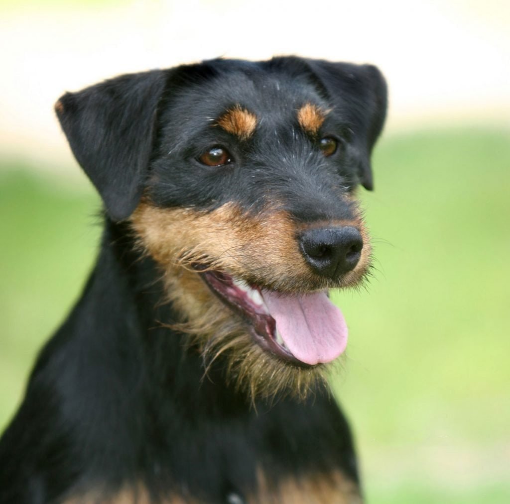 Терьер Ягдтерьер